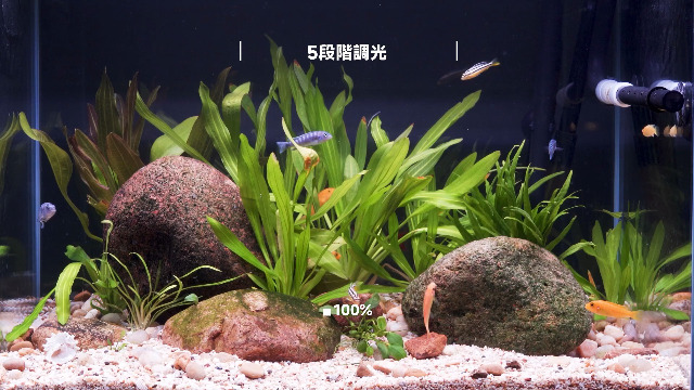 Amazon.co.jp: Hygger: 淡水水槽ライト