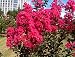 LARGE HOT PINK CRAPE MYRTLE, 2-4ft Tall When Shipped, Matures 8ft, 1 Tree, Bright HOT PINK Flowers, (Shipped Well Rooted in Pots with Soil)