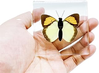High Definition Amber, (Starfish, Scorpion, Cockroach, Butterfly, Fish, Dragonfly) Insect Resin Specimen， Resin Amber for Children's Science Education, Collection (Orange Butterfly)
