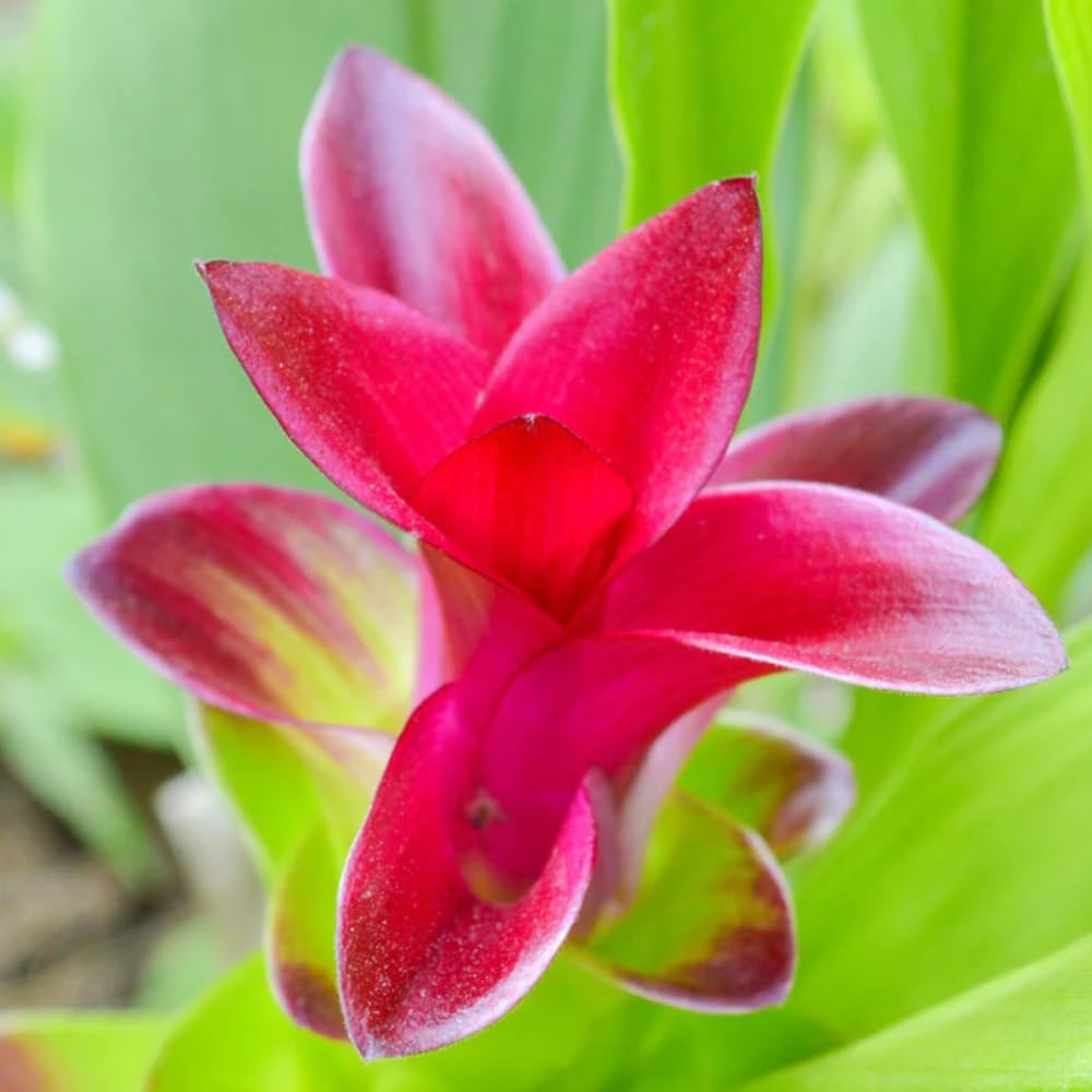 Aromatics International Premium Organic White Turmeric Essential Oil 18ml | 100% Pure Essential Oil for Diffusion & Aromatherapy