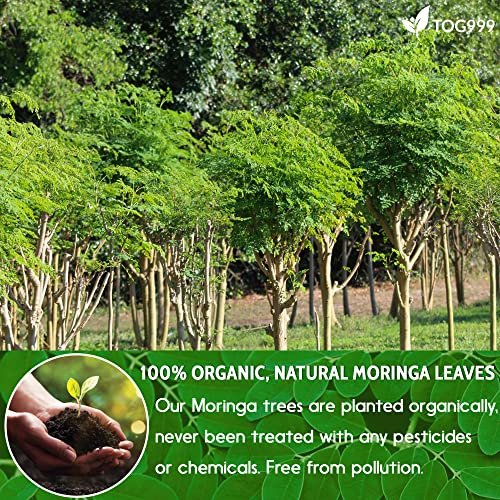 120 Moringa Leaf Tea Bags, 100% Natural & Pure from Moringa Leaves. Loose Leaf Moringa Herbal Tea. Moringa Leaf Tea. No Sugar, No Caffeine, No Gluten, Vegan. - Image 5