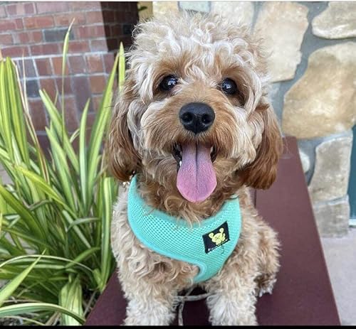 Ecobark Dog Harness - Eco-Friendly Max Comfort Harnesses - Luxurious Soft Mesh Halter - Over The Head Harness Vest- No Pull And No Choke For Puppy, Toy Breeds & Small Dogs (Medium, Mint Turquoise) #TOP3