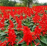 Red salvia flowers growing in a large flower bed