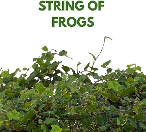 Miniatura 2 de BubbleBlooms Cadena de ranas, en una maceta de 2 pulgadas, planta de pies de rana, Ficus pumila Quercifolia, Oakleaf Tiny Mini Pixie Plant