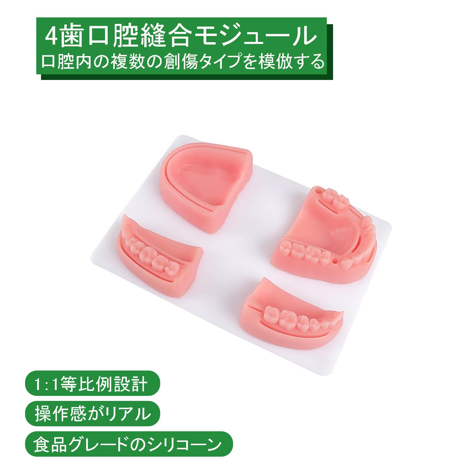 Amazon.co.jp: timiland 歯科縫合練習キット 口腔縫合トレーニング 
