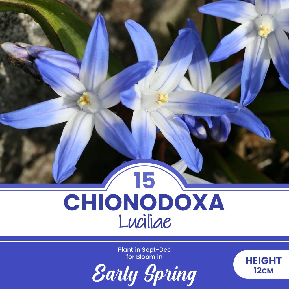 Chionodoxa Bulbs 15 Chionodoxa Luciliae Bulbs (Glory Of The Snow ...