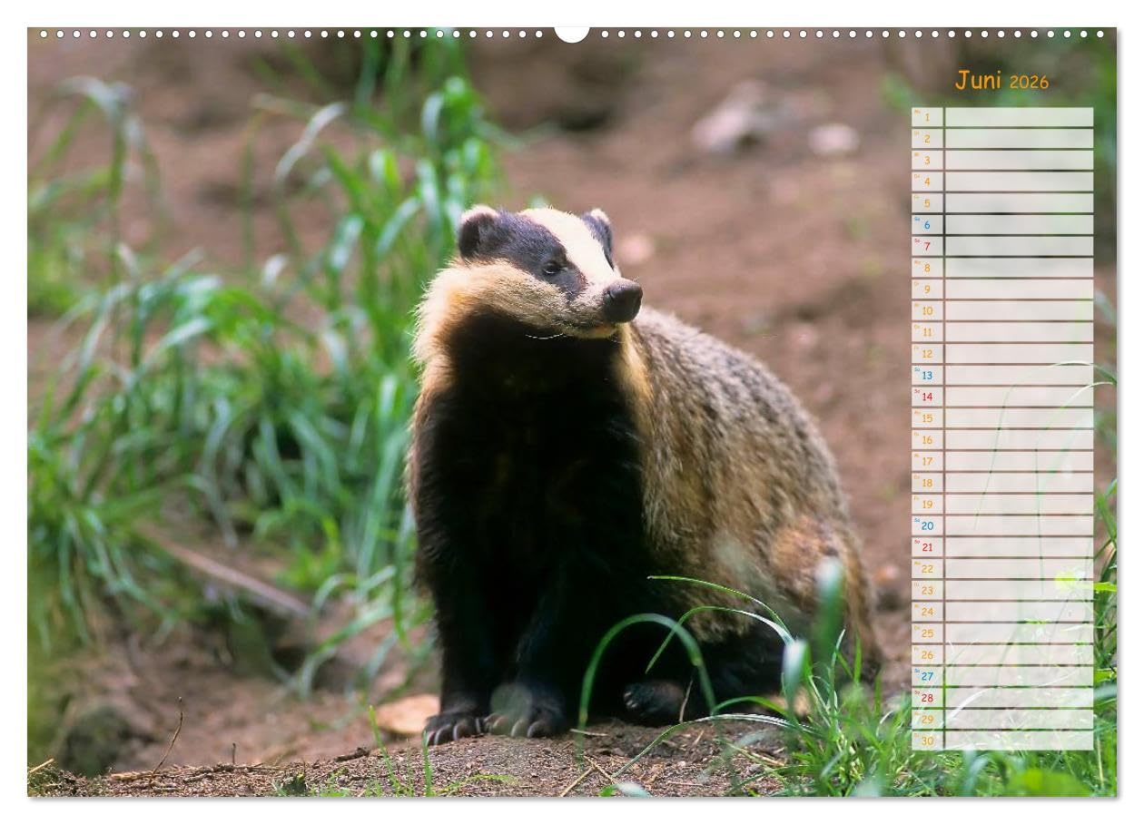 Tiere des Waldes (hochwertiger Premium Wandkalender 2026 DIN A2 quer), Kunstdruck in Hochglanz: Naturkalender mit 13 Tiermotiven (CALVENDO Tiere)