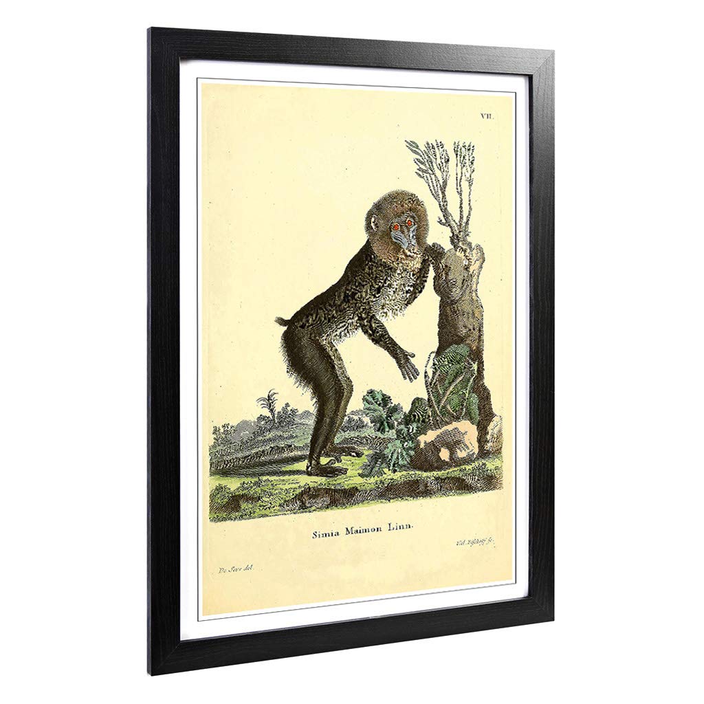 Big Box Art Framed Print of Vintage Jacques de Mandrill Design | Wall Art Picture | Home Decor for Kitchen, Living, Dining Room, Bedroom, Hallway, Office, Black, A2 / 24.5x18 Inch / 62x45cm
