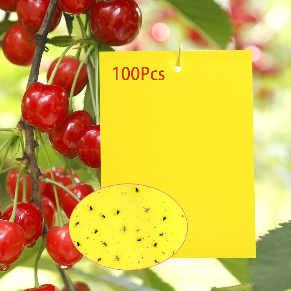 Y.A. LOTUS 100 lavagne adesive per trappole per insetti, di colore giallo, di alta qualità, ideali per combattere le zanzare, la colla brucia, le mosche e le mosche bianche