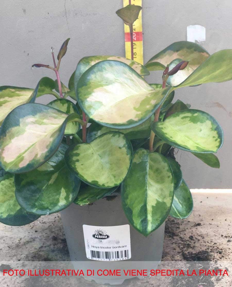 Hoya Tricolor Bordvare Roślina w Doniczce 12cm