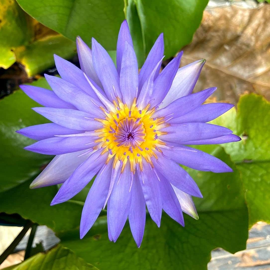 Indian Gardens – Waterlily Live Plant | Pure Blue | Aquatic Pond & Tub Plant | Live Nymphaea Waterlily