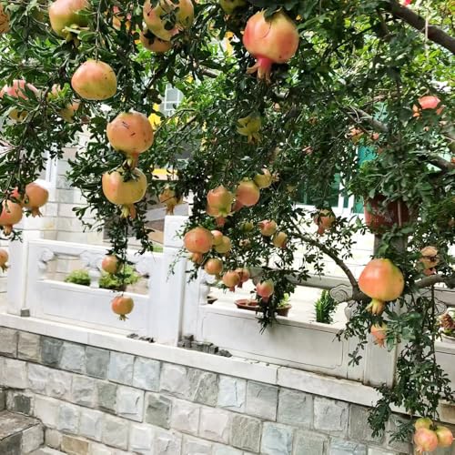 granado resistente - semillas semillas de plantas de interior comprar árboles macetas frutas plantas interior árboles frutales productos sostenibles frutales frutas exóticas -Serie 12pcs