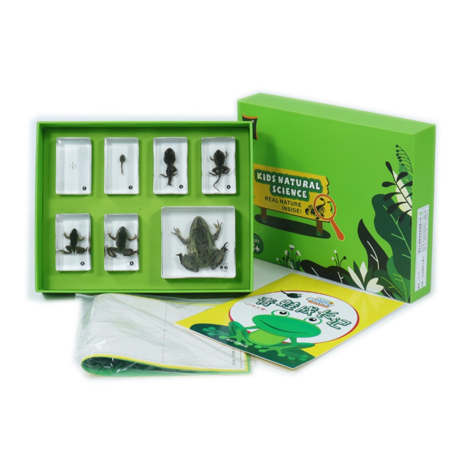 Kit di Esemplari Naturali con Scatola Pratico Scatola di Esemplari Didattico Vetrina Trasparente per Bambini, Scuola, style to 2