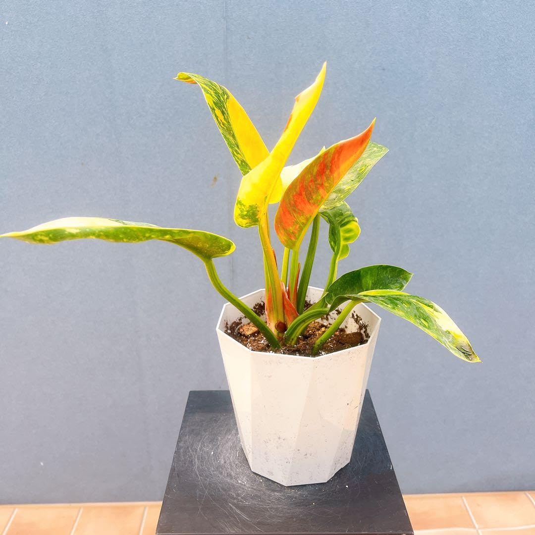 Amazon.co.jp: フィロデンドロン グリーンコンゴ 斑入り 3番 観葉植物