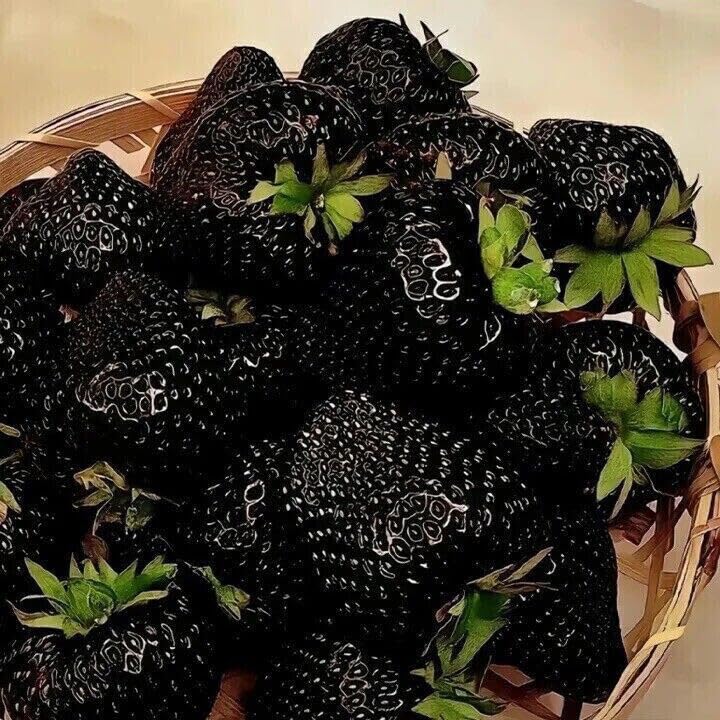 FRESA NEGRA/VARIEDAD - FRESA NEGRA, 50 SEMILLAS