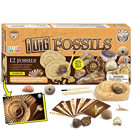 Fossilien Ausgraben Kinder Die 15 besten Produkte im Vergleich kita