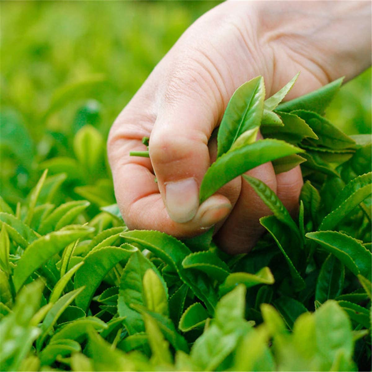 1 kg di tè oolong al latte, Taiwan Alishan Mountain Jinxuan, tè profumato, tè dimagrante