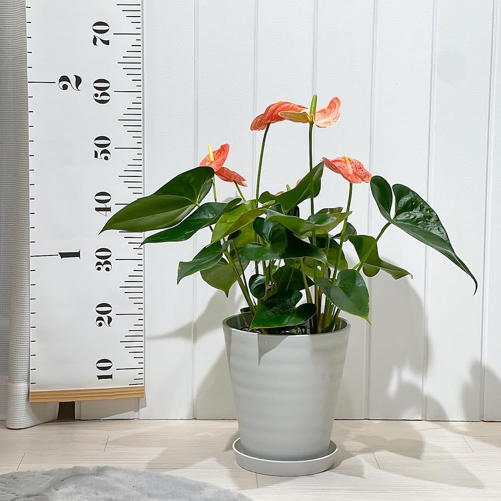 Amazon｜PLANCHU 観葉植物 アンスリウム マデュラルオレンジ 7号鉢