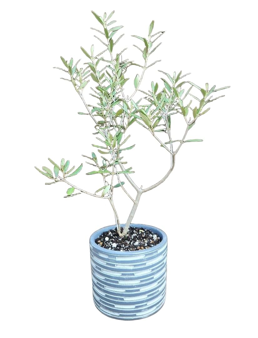 Amazon.co.jp: オリーブの木 エルグレコ テラコッタ鉢植え 苗 シンボル