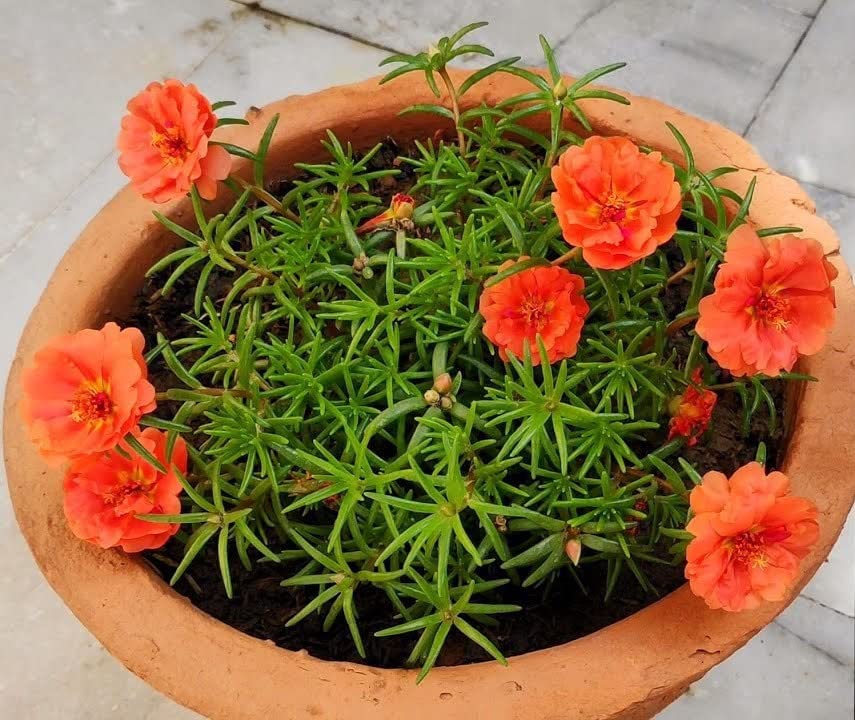 Corofitam_Portulaca PlantLive Orange 9 o Clock/Portulaca Flower PlantsLive Orange 9 o Clock/Portulaca Flower Plants (B0B3XL8N24) Amazon Price History, Amazon Price Tracker