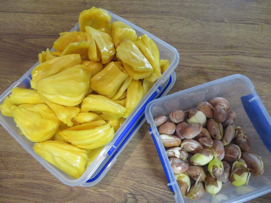 See full amazon price history chart for Arlo Gardens High Yield Hybrid Rare Dwarf " Honey Jackfruit Seeds " World Largest Tree Fruit 10 Seeds Pack Arlo Gardens High Yield Hybrid Rare Dwarf " Honey Jackfruit Seeds " World Largest Tree Fruit 10 Seeds Pack (B07GCZBN57) Amazon Price History, Amazon Price Tracker