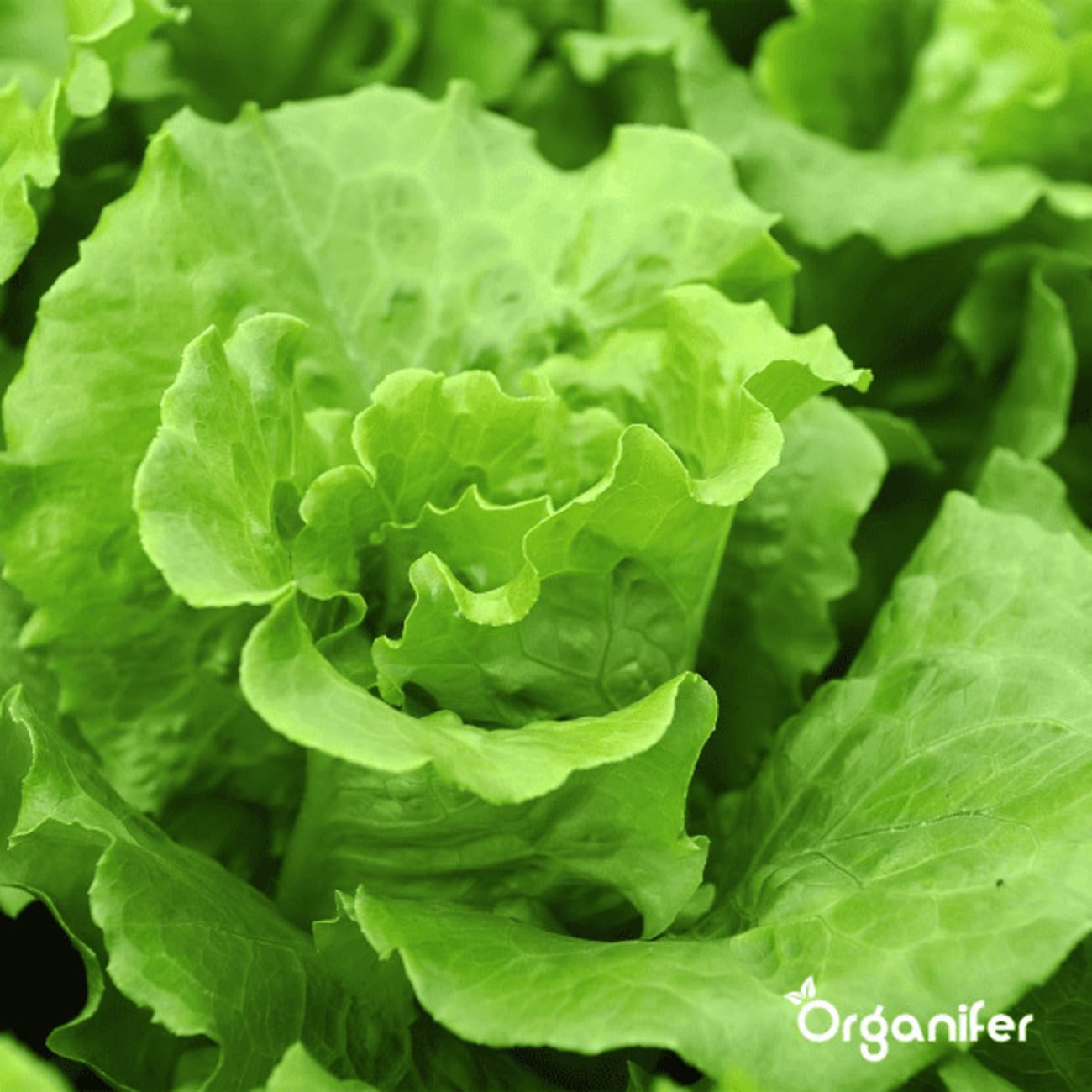 Paquete De Semillas De Lechuga | Semillas De Lechuga - Semillas De Rúcula - Semillas De Perejil - Semillas De Rábano - Cerezas De Piña - Organifer