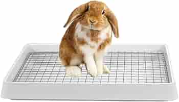y⭐︎Rabbit 61p47lxAH8L._AC_SY200_QL15_.jpg
