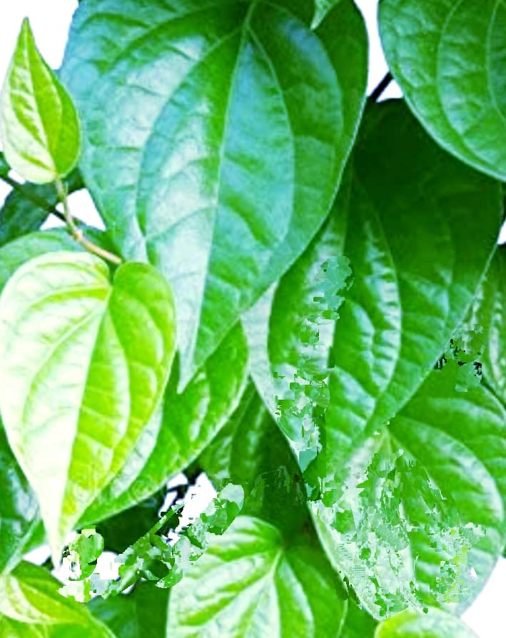NATURAL WORLD PREMIUM ORGANIC AYURVEDIC DESI BETEL LEAF TAMALAPAKU PAN LEAF HEALTHY LIVE PLANT (B0BPPCRHVT) Amazon Price History, Amazon Price Tracker
