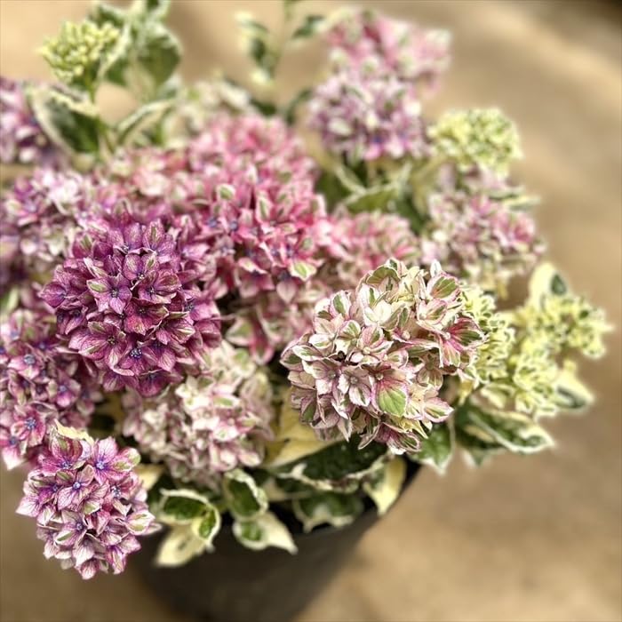 【専用商品】　アジサイ　リクエストアソート　紫陽花 お得4鉢セット 紫陽花 アジサイ スズキ農園アソート 5号 秋色