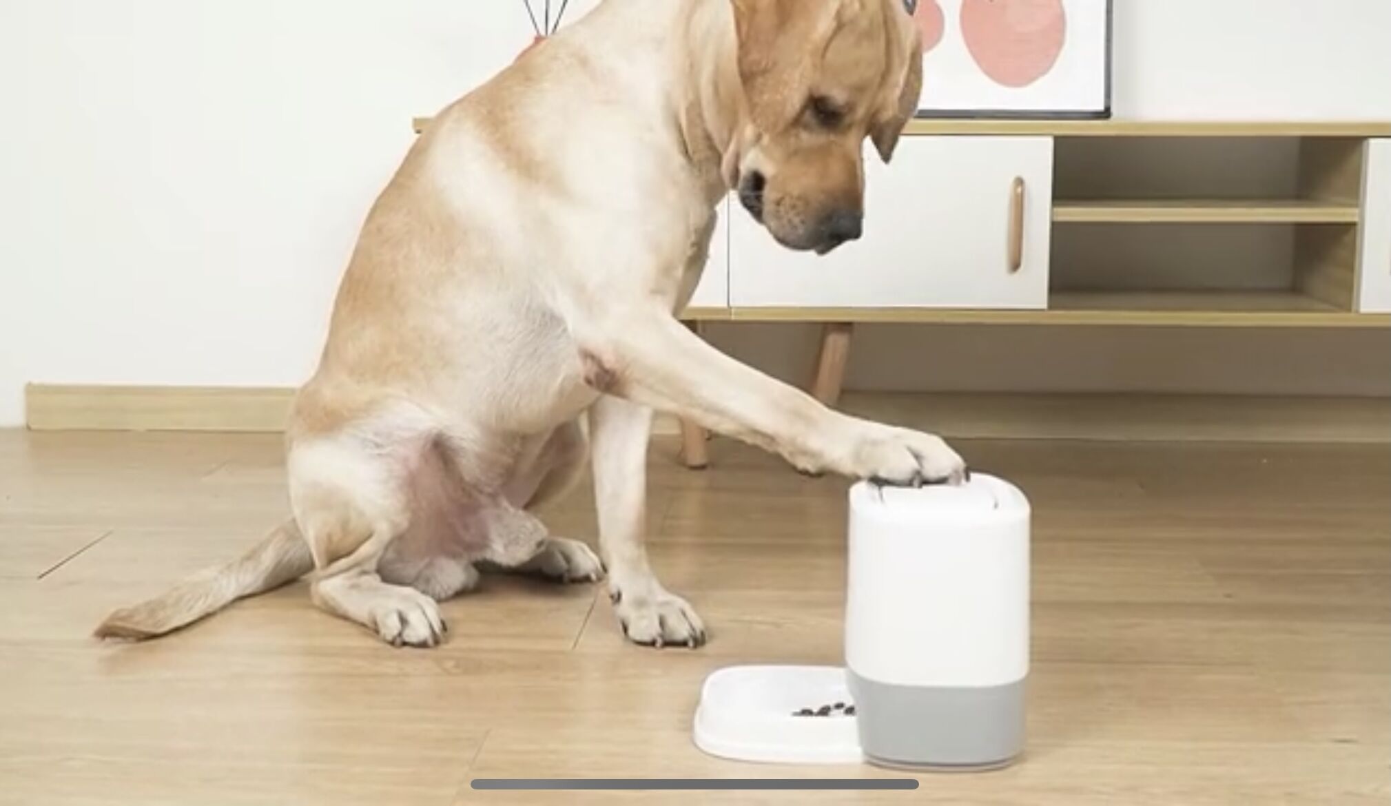 Automatic Pet Feeder, Cat Feeder Auto Dog Feeder for Small Medium Pets, Food Machine for Dogs, Non-Slip Puppy Food… - Image 8