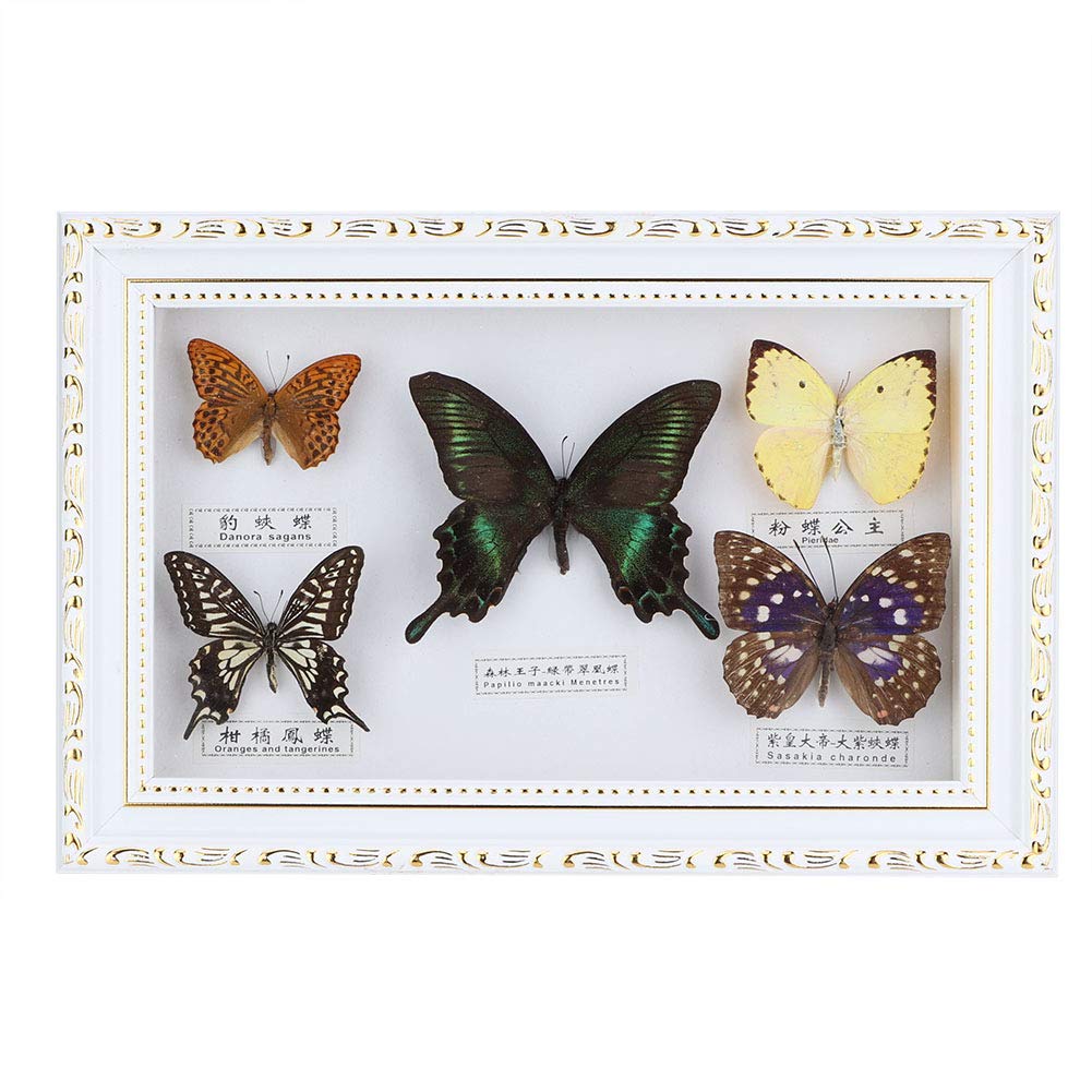 Décoration papillon Yctze en cadre blanc, idée cadeau d'anniversaire originale