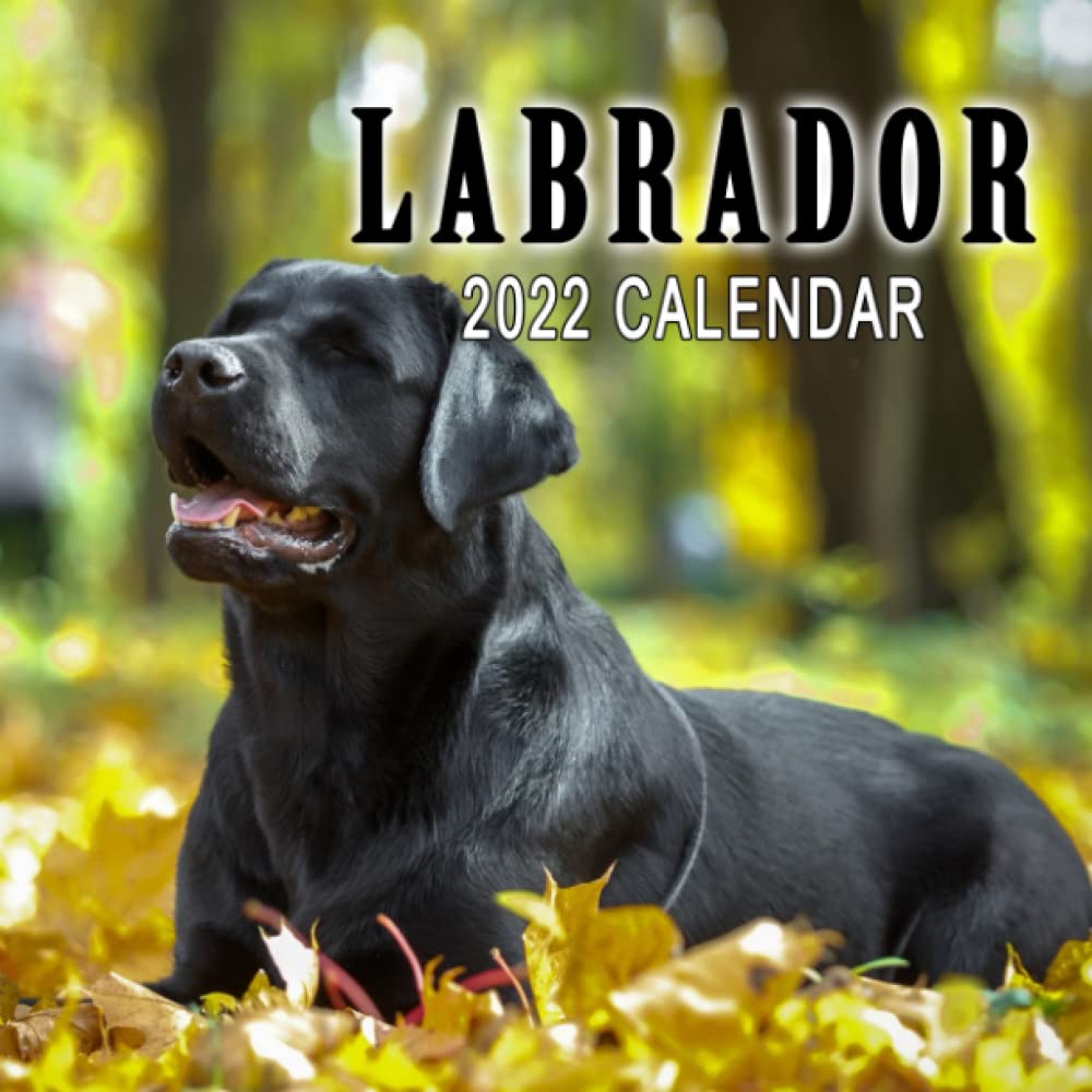 Buy Labrador 2022 Calendar Just Lab January 2022 December 2022
