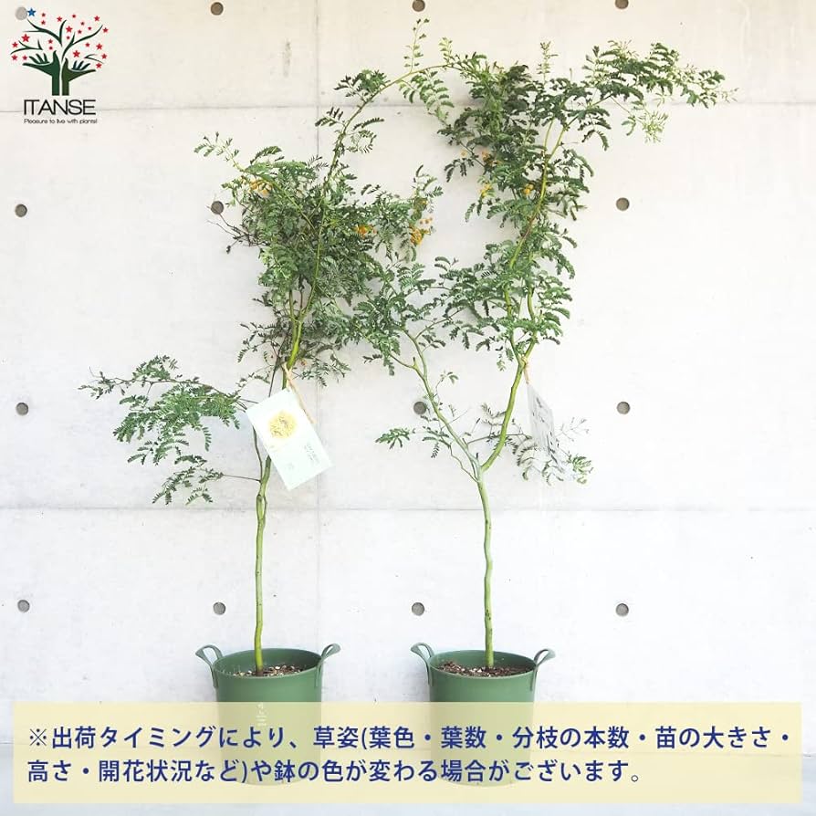 アカシア　スペクタビリス　大苗　来春開花株　1鉢限り　在庫なし 楽天市場】アカシア・スペクタビリス6号サイズ（同梱不可）観葉