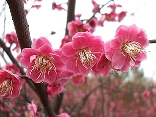 New Home Garden Plant 5 Seeds Japanese Apricot Chinese Plum Blossom Prunus Mume Wintersweet Flower Tree Seeds