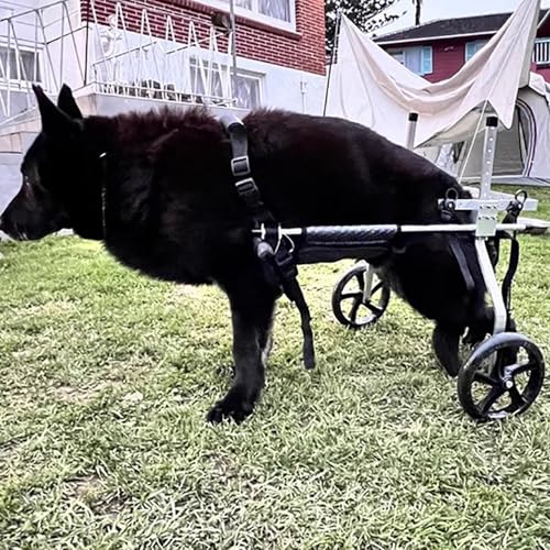 Fauteuil roulant pour chien à pattes arrière de grande taille chariot support de hanche