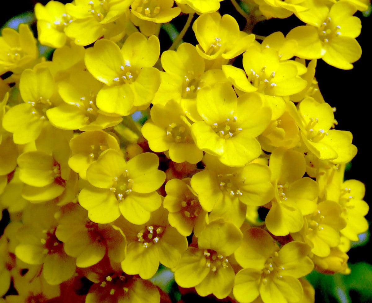 Buy4seeds Basket of Gold - 200 Seeds - Alyssum saxatile Aurinia Saxatilis - Rockery Flower