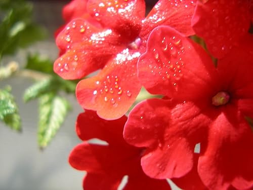 Miniatura 4 de 50 semillas de flores fragantes de Nana Compacta Roja Verbena Escarlata