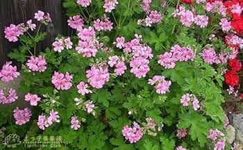 ゼラニウム確認用 ゼラニウム確認用