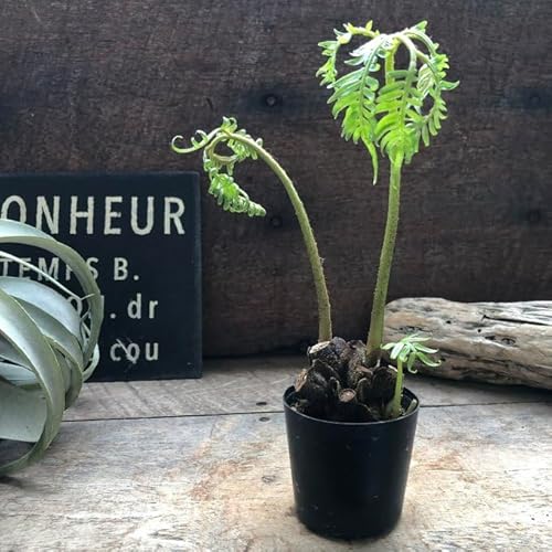 観葉植物 リュウ・ビン」の人気商品一覧 | 安い商品を通販サイトから