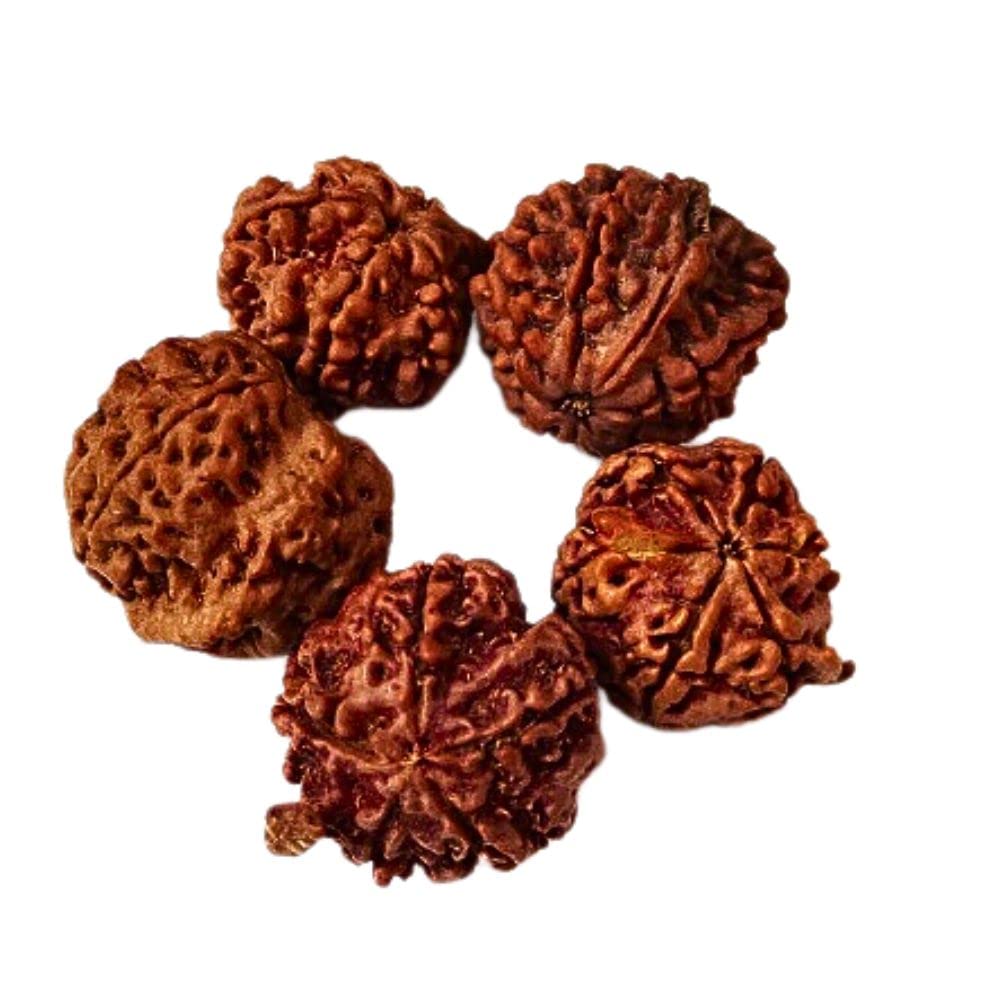 Natural Shree Ganesh Nepali Rudraksh Bead at Wholesale Rate (Usd 3.8/piece) Spiritual Healing Loose Seed Making Jewellery Fine Quality Rudraksh for Reselling Astrologers Jewellers