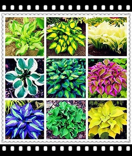 Hostas Plants/Ornamental Flowers/Plant Bulbs/Hardy Perennial/Wedding Flowers-6bulbs-a