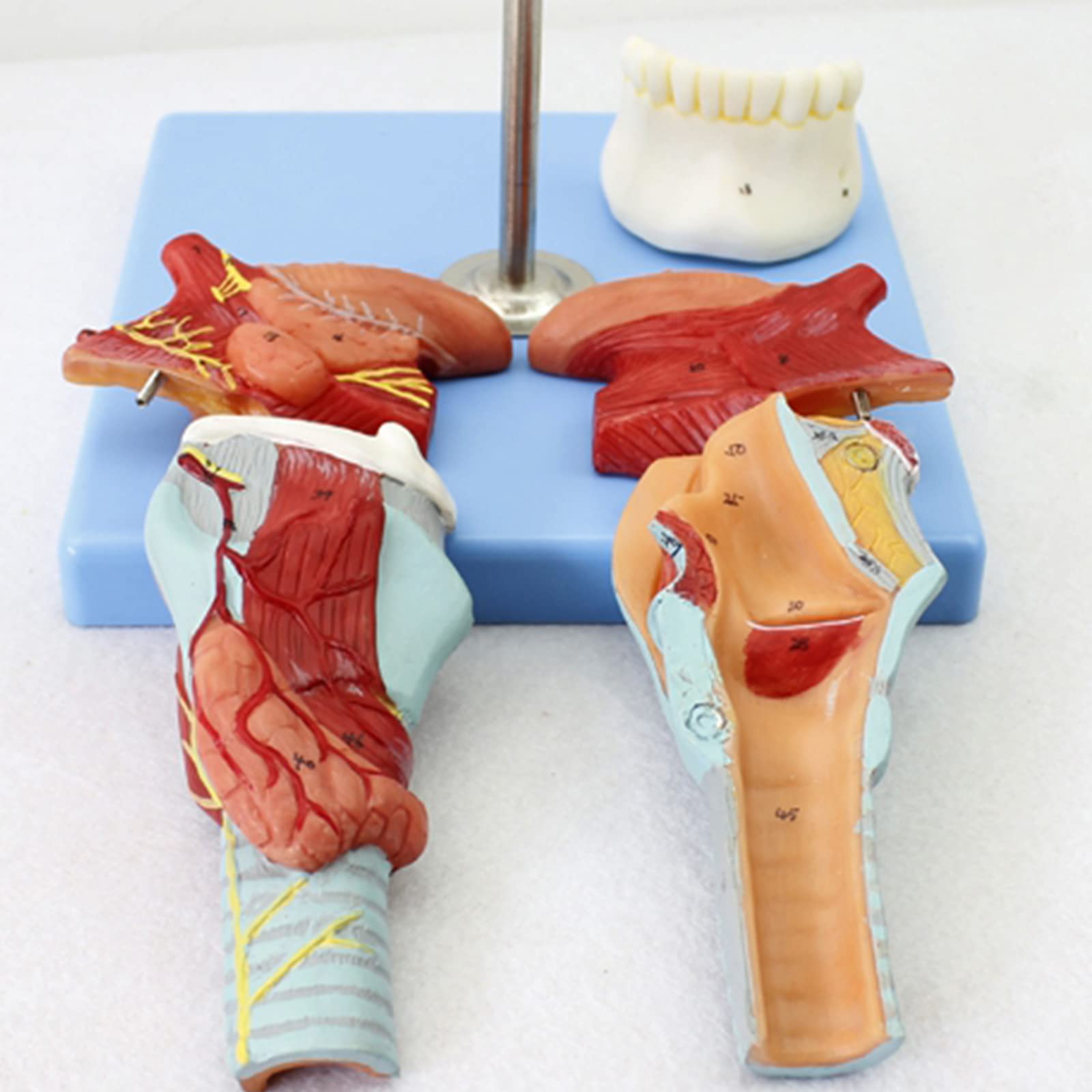 Modele dydaktyczne z zakresu biologii, Model anatomiczny gardła z językiem, 5 części, 55 wskaźników cyfrowych do celów edukacyjnych