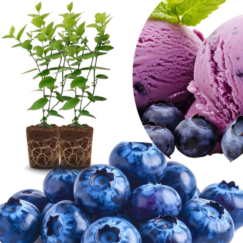 Sets 2 Blueberry Trees Live Plants, Blueberries Bushes, Hardy and High Yield, Seedlings Southern Highbush Blueberry Plants Live for Outdoor Growing, 5-7" Tall (Fast-Growing)