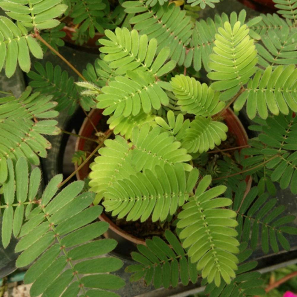 Mimosa Pudica Sensitive Plant Flower Seeds to Grow Potted Plant for Indoor Outdoor Home Garden Children Gifts 100 Seeds