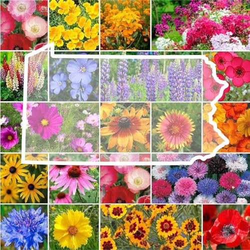 Eden Brothers Pennsylvania Wildflower Mixed Seeds for Planting 1/4 lb 120 000+ Seeds with Coreopsis Lupine | Attracts Pollinators Plant in Spring or Fall Zones