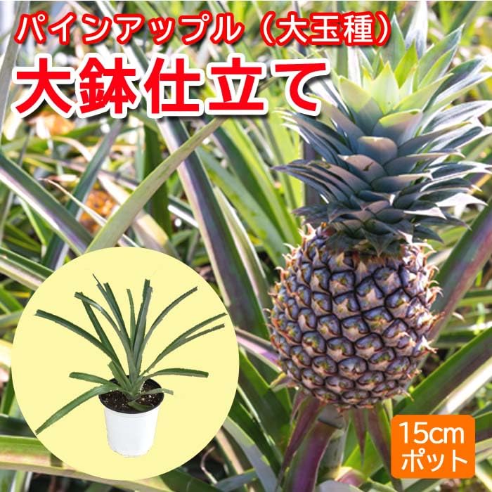 Amazon.co.jp: パインアップル（ 大玉種 ）苗 大鉢仕立て 15cmポット