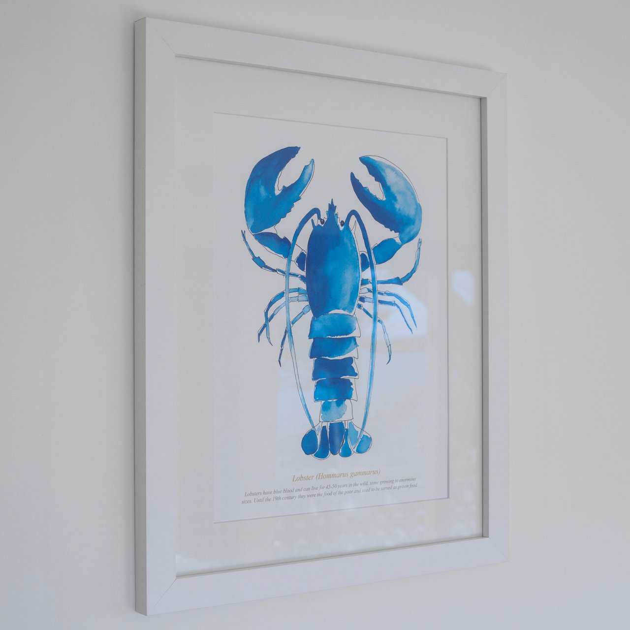 SeaKisses Lobster Large Framed SeaLife Print White Frame