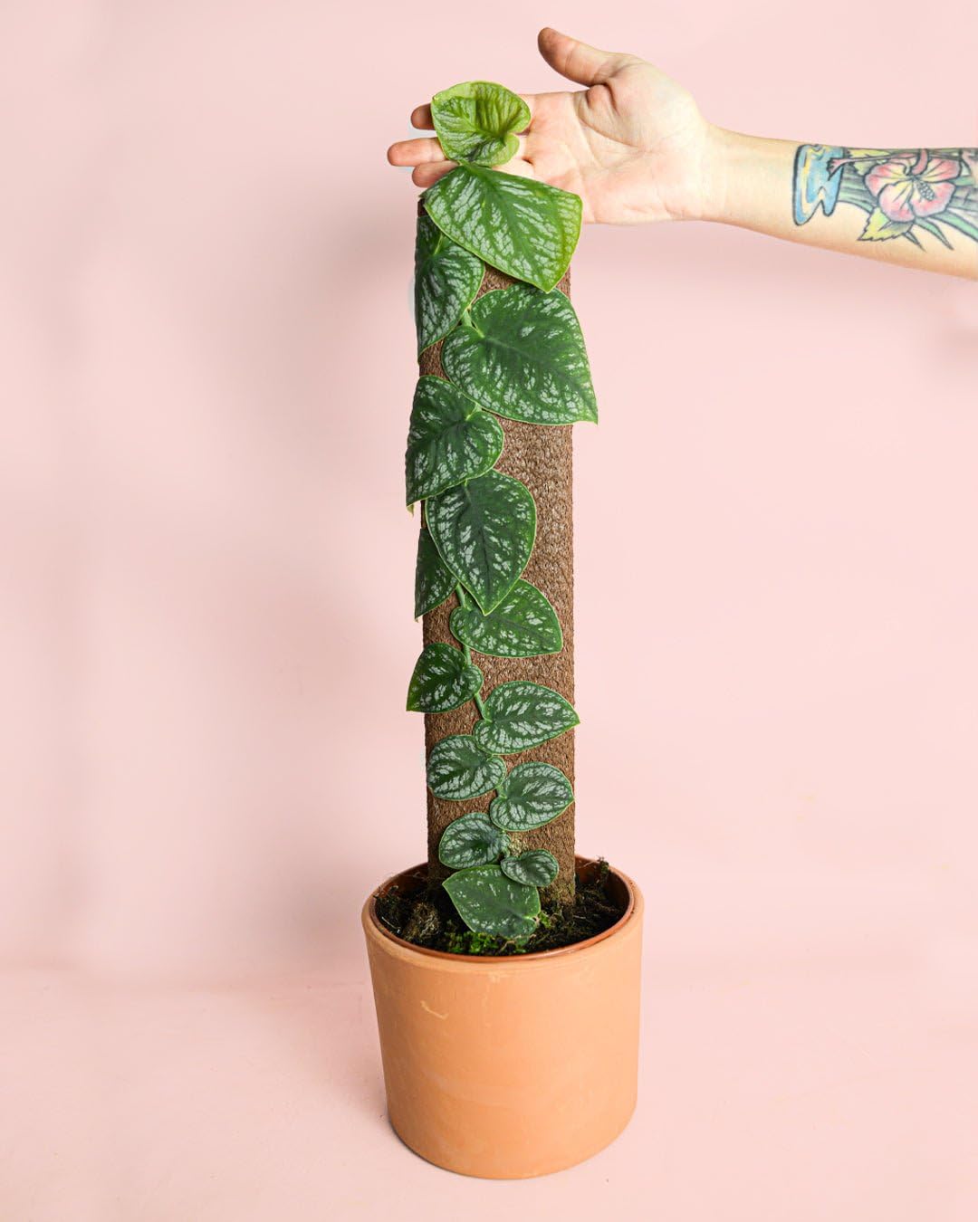 PUR PLANT Monstera dubia | Planta natural de interior premium | Maceta de Ø14 cm | Trepadora exótica y elegante