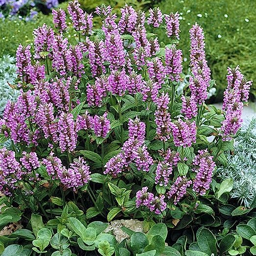 Pink Nepeta Catmint Herb Gardening Plant Flower Seed - 200 Seeds (B0CBSQJJ5X) Amazon Price History, Amazon Price Tracker