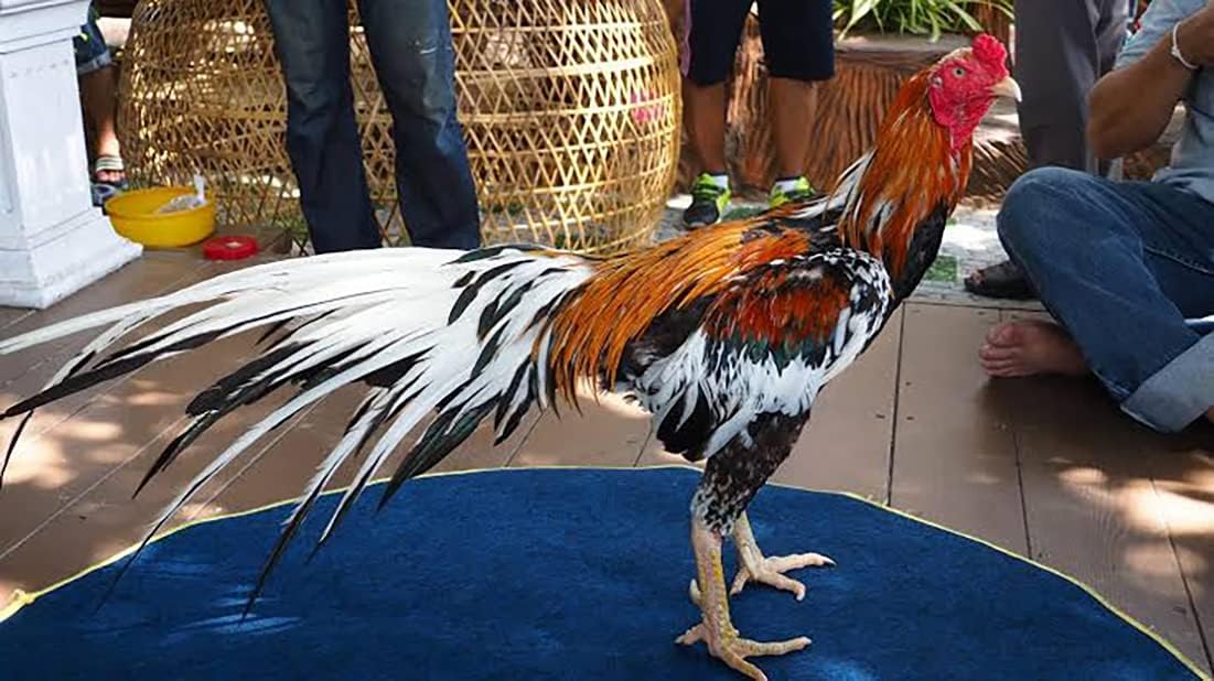 HULX Power MAX 100 Tablets, Long Term Strengher & Energy Formula Rooster Booster Vitamins Health Chicken Supplement Good Health, Build Muscle, Blood Feed All Poultry Bird Hen Food